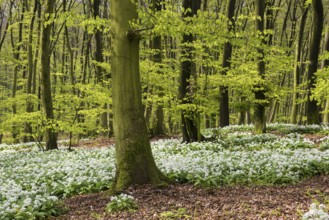 Wild garlic (Allium ursinum) in bloom in a beech forest in spring, Hilter, Lower Saxony, Germany
