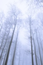 Wintery beech forest in fog, forest, Melle, Lower Saxony, Germany
