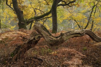 Autumn impression of Ahlhorn fish ponds, forest, Konrriger Baum, Ahlhorn, Lower Saxony, Germany
