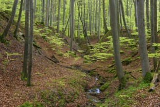 Beech trees (Fagus) in the stream valley in Jasmund National Park on Rügen, Jasmund National Park,