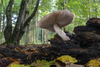 Mushroom on dead wood in the Baumweg jungle in autumn, Emstek, Lower Saxony, Germany