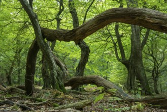 Oak (Quercus) in the nature reserve Urwald Baumweg in autumn, Emstek, Lower Saxony, Germany