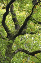 Oak (Quercus) in the nature reserve Urwald Baumweg in autumn, Emstek, Lower Saxony, Germany