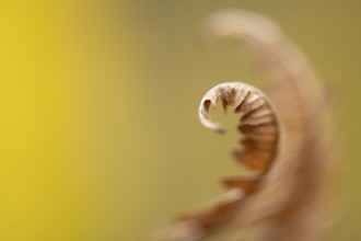 Fern in autumn, Ahlhorn, Lower Saxony, Germany