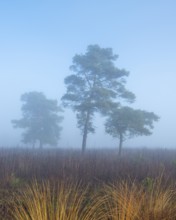 Pine (Pinaceae) in the moor with fog, nature reserve, Vernner Moor, Neuenkirchen-Vörden, Lower