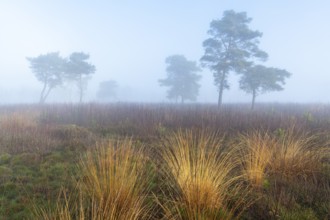 Pine (Pinaceae) in the moor with fog, nature reserve, Vernner Moor, Neuenkirchen-Vörden, Lower