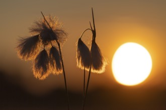 Common cottongrass (Eriophorum angustifolium) in the moor at sunset, Goldenstedt, Lower Saxony,