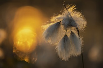 Common cottongrass (Eriophorum angustifolium) in a bog, Goldenstedt, Lower Saxony, Germany