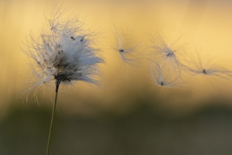 Cottongrass in the moor, sheath cottongrass (Eriophorum vaginatum), Goldenstedt, Lower Saxony,