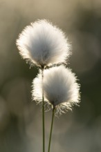 Sheath cottongrass (Eriophorum vaginatum), Goldenstedt, Lower Saxony, Germany