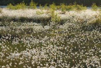 Landscape with cotton grass in spring in Goldenstedter Moor, Goldenstedt, Lower Saxony, Germany