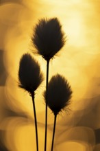 Spring in Goldenstedter Moor, Scheiden-Wollgras, Goldenstedt, Lower Saxony, Germany