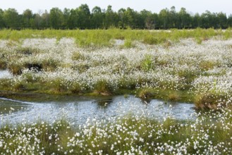 Cotton grass in spring in Goldenstedter Moor, Goldenstedt, Lower Saxony, Germany