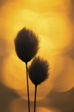 Spring in the Goldenstedt moor, sheath cottongrass (Eriophorum angustifolium), Goldenstedt, Lower