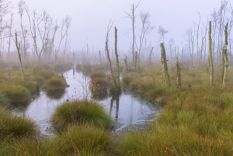 Mystical, foggy moor, Goldenstedter Moor, Goldenstedt, Lower Saxony, Germany