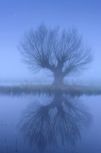 Willow in fog at Dümmer, Dümmer See, Ochsenmoor, blue hour, Hüde, Lower Saxony, Germany
