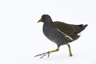 Moorhen (Gallinula chloropus) in the snow, Vechta, Lower Saxony, Germany