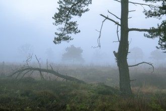 Pine (Pinaceae) in the moor with fog, nature reserve, Vernner Moor, Neuenkirchen-Vörden, Lower
