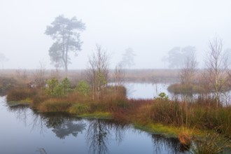 Pine (Pinaceae) in the moor with fog, cNature reserve, Vernner Moor, Neuenkirchen-Vörden, Lower