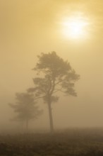 Pine (Pinaceae) in the moor with fog, nature reserve, Vernner Moor, Neuenkirchen-Vörden, Lower