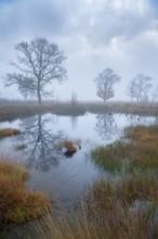 Oak (Quercus) in the moor with fog, Venner Moor, Neuenkirchen-Vörden, Lower Saxony, Germany