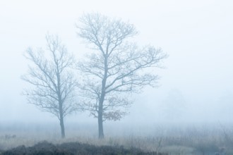 Oak (Quercus) in the moor with fog, nature reserve, Vernner Moor, Neuenkirchen-Vörden, Lower