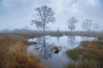 Oak (Quercus) in the moor with fog, Venner Moor, Neuenkirchen-Vörden, Lower Saxony, Germany