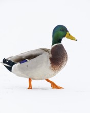 Mallard (anas platyrhynchos) in the snow, Vechta, Lower Saxony, Germany
