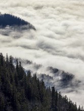 View from Vormauerstein of a sea of fog on Lake Wolfgang, inversion weather, Osterhorn Group,