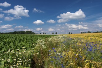 Cornflowers (Centaurea cyanus) in a cereal field, Oldenburger Münsterland, Goldenstedt, Lower