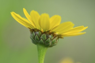 Glebionis segetum, flower, bee pasture, Sevelten, Cloppenburg, Lower Saxony, Germany
