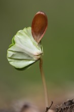 Beech seedling (Fagus sylvatica) on the forest floor, Vechta, Lower Saxony, Germany