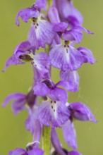 Early purple orchid (Orchis mascula), Osnabrück, Lower Saxony, Germany