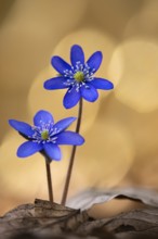 Blooming liverwort (Anemone hepatica), early bloomer, Steinhagen, Lower Saxony, Germany