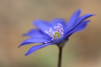 Blooming liverwort (Anemone hepatica), early bloomer, Steinhagen, Lower Saxony, Germany