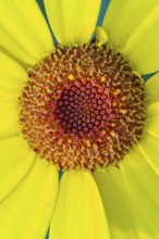 Glebionis segetum, flower, bee pasture, Sevelten, Cloppenburg, Lower Saxony, Germany