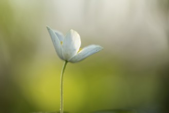Wood anemone (Anemone nemorosa), Vechta, Lower Saxony, Germany