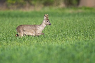 Roebuck (Capreolus capreolus) in winter coat, Vechta, Lower Saxony, Germany