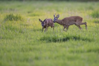 Roebuck (Capreolus capreolus) driving doe in rut, Vechta, Lower Saxony, Germany