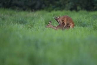 Roebuck (Capreolus capreolus), mating, leaf time, reproduction, Vechta, Lower Saxony, Germany