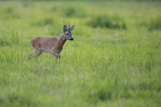 Roebuck (Capreolus capreolus) in leaf time in a meadow, Vechta, Lower Saxony, Germany