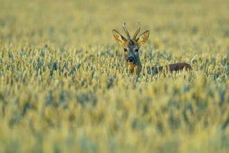 Roebuck (Capreolus capreolus) in a grain field, Vechta, Lower Saxony, Germany