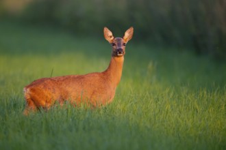 Female roe deer (Capreolus capreolus) in the evening light, Vechta, Lower Saxony, Germany