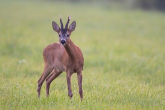 Roebuck (Capreolus capreolus), male, leaf time, hunting, Vechta, Lower Saxony, Germany