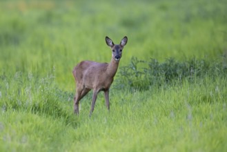 Female roe deer (Capreolus capreolus), Vechta, Lower Saxony, Germany