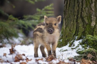 Wild boar (Sus scrofa) in the snow, fresh boar, Melle, Lower Saxony, Germany