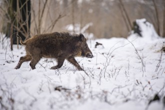 Wild boar (Sus scrofa) in the snow, Melle, Lower Saxony, Germany