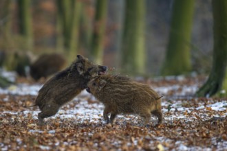 Wild boar (Sus scrofa) in the winer in the snow, young boar, Teutoburg Forest, Melle, Lower Saxony,