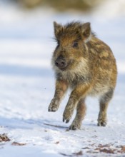 Wild boar (Sus scrofa) in the winer in the snow, young boar, Teutoburg Forest, Melle, Lower Saxony,
