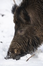 Wild boar (Sus scrofa) in the snow, boar, male, Melle, Lower Saxony, Germany